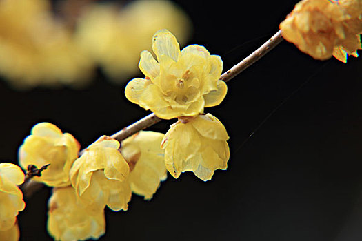 腊梅,蜡花,腊梅花