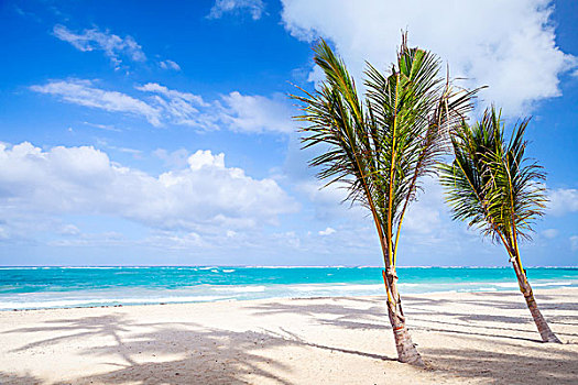 两个,棕榈树,生长,空,沙滩,海岸,大西洋,多米尼加共和国