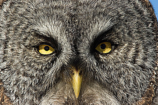全画幅,特写,乌林鸮,萨斯喀彻温,加拿大