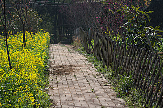 花园篱笆小路