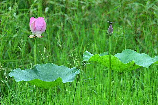 荷花