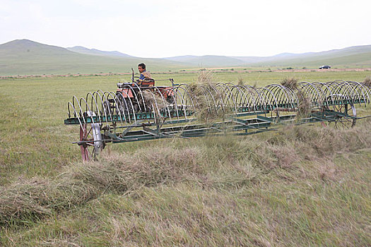 内蒙额尔古纳河边草原的人们在收割牧草