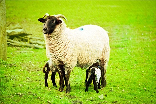 母羊,羊羔肉