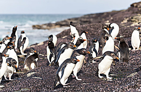 凤冠企鹅,南跳岩企鹅,企鹅,海滩,放松,攀登,向上,陡峭,悬崖,栖息地,南美,福克兰群岛,大幅,尺寸