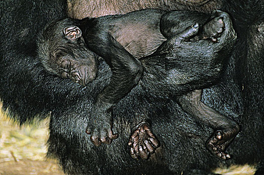 大猩猩,女性,幼仔,睡觉