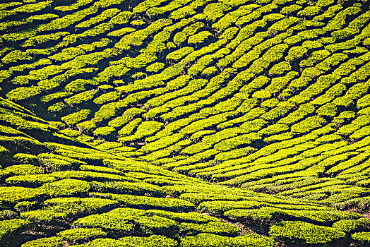 山,茶,种植园,金马伦高地,马来西亚,亚洲