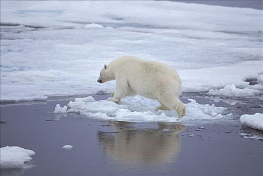 北极熊,跳跃,上方,冰,斯匹茨卑尔根岛,斯瓦尔巴特群岛,北冰洋