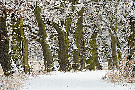 积雪,小路,老,橡树,黑森州,德国