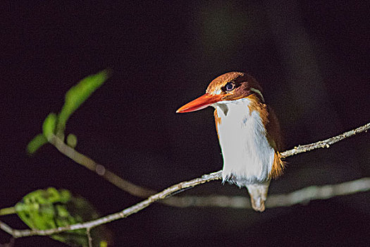 madagascar马达加斯加夜景鸟类