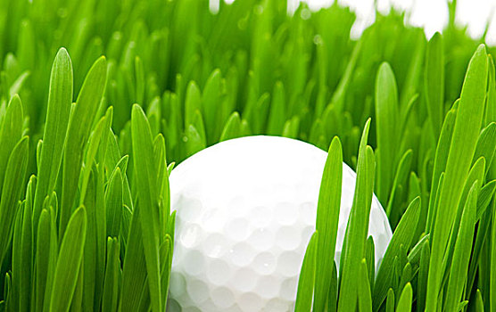高尔夫球,草,隔绝,白色背景