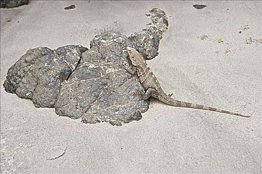 鬣蜥蜴,海滩,曼纽尔安东尼奥国家公园,哥斯达黎加