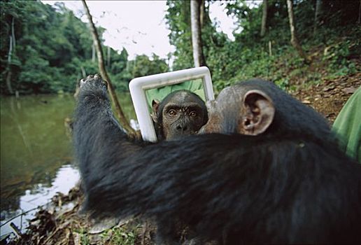 黑猩猩,类人猿,女性,尝试,接触,后面,镜子,加蓬