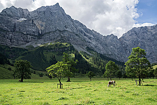 母牛,枫树,英国,后面,左边,提洛尔,奥地利,欧洲