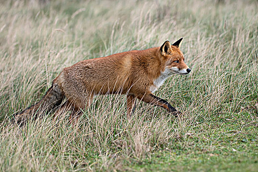 红狐,狐属,荷兰