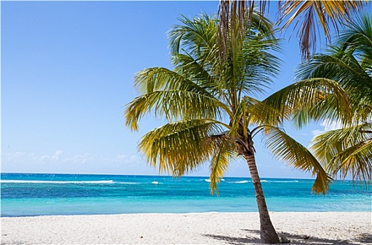 棕榈树,海岸,绍纳岛