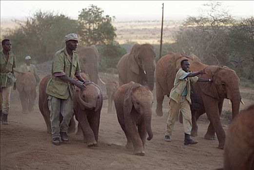 非洲象,黄昏,东察沃国家公园,肯尼亚