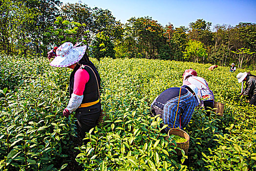 采茶,茶叶,茶场,采摘,春茶