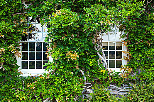 叶子,窗户,不动产,斯坦福德郡,英格兰