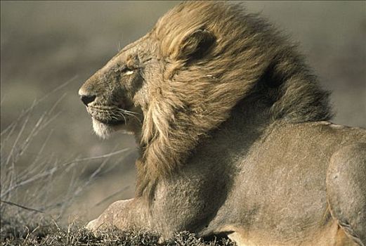非洲狮,狮子,面对,风,塞伦盖蒂国家公园,坦桑尼亚