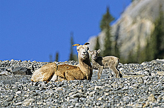 大角羊,母羊,羊羔,不列颠哥伦比亚省,加拿大