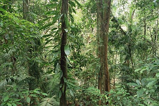 热带雨林,室内,国家公园,昆士兰,澳大利亚