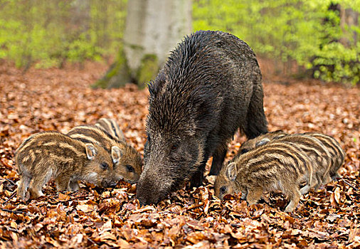 野猪,母猪,小猪,树林,俘获,北莱茵威斯特伐利亚,德国,欧洲