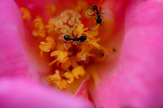 蚂蚁,室内,花
