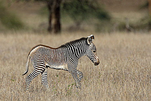 斑马,细纹斑马,幼兽,小马,莱瓦野生动物保护区,北方,肯尼亚