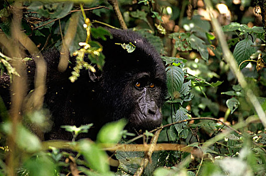 乌干达,山地大猩猩,肖像