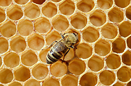 蜜蜂,意大利蜂,工蜂,蜂巢,幼体,递送,食物,花蜜