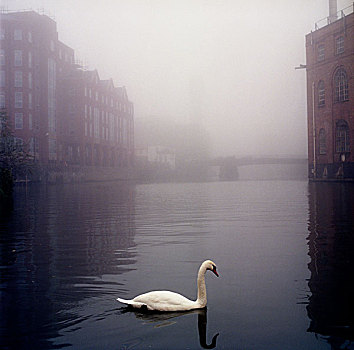 孤单,天鹅,平静,安静,河,水,工业,城市,环境,背景,布里斯托尔,英国
