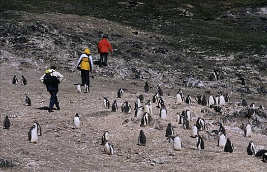 巴布亚企鹅,生物群,看,游客,岛屿,南设得兰群岛