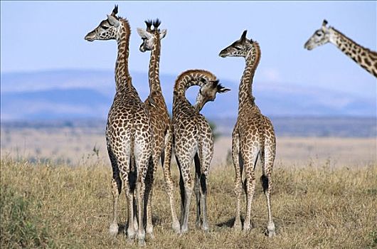 马赛长颈鹿,五个,幼小,雌性,肯尼亚