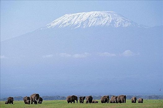 大象,非洲象,正面,哺乳动物,安伯塞利国家公园,肯尼亚,非洲