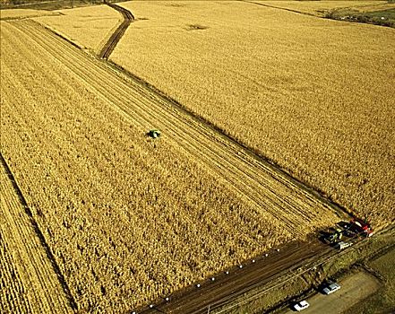 玉米,收获,威斯康辛,美国
