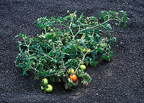 西红柿,植物,兰索罗特岛,加纳利群岛,西班牙,欧洲