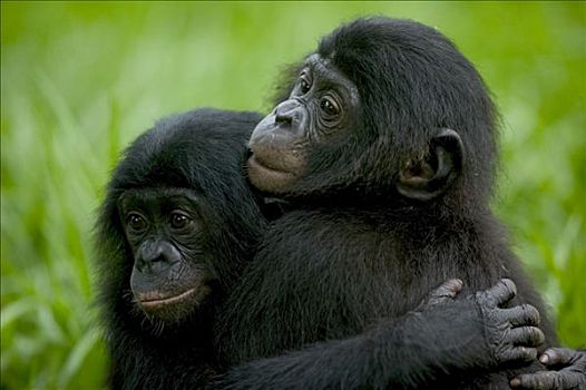 倭黑猩猩,一对,搂抱,刚果