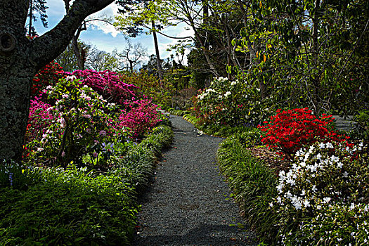 春花,花园,历史,房子,纳尔逊,南岛,新西兰