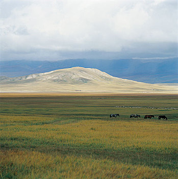 新疆巴音格楞蒙古自治州巴音布鲁克草原