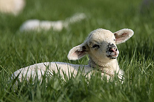 绵羊,羊羔,草地,卧