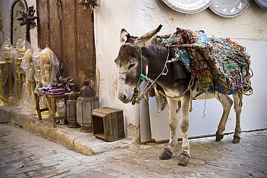 驴,麦地那,摩洛哥