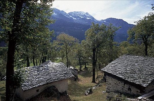 阿尔卑斯小屋,欧洲七叶树,小树林,格劳宾登州,瑞士,欧洲