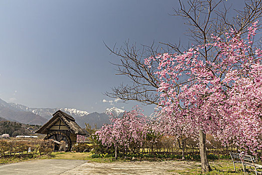 樱花,水车,房子,日本