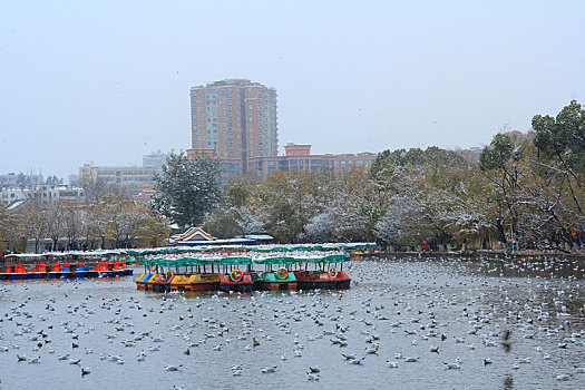 昆明翠湖公园雪景