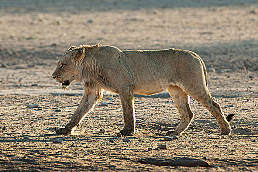 幼兽,狮子,雄性,走,卡拉哈迪大羚羊国家公园,北开普,省,南非,非洲