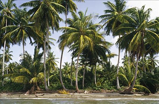 椰树,椰,树,白沙滩,多米尼加共和国