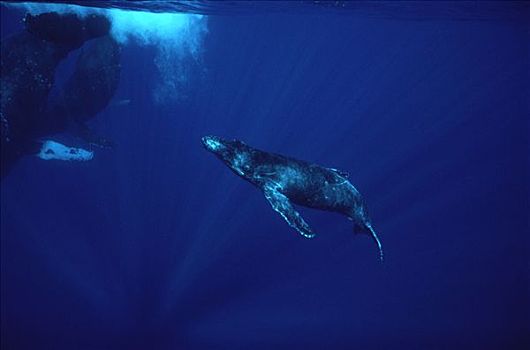 驼背鲸,大翅鲸属,鲸鱼,群,夏威夷