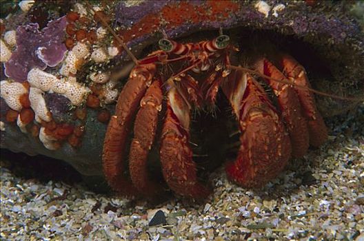 寄居蟹,海底,北国,新西兰
