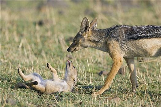 黑背狐狼,黑背豺,玩耍,四个,星期,老,幼仔,请求,专注,马赛马拉,肯尼亚