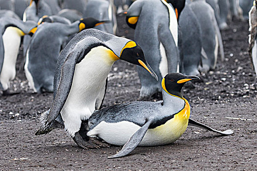 帝企鹅,福克兰群岛,南大西洋,交配